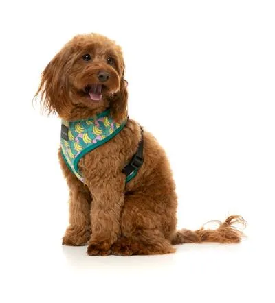 Banarama Harness - Stylish and Secure Dog Harness