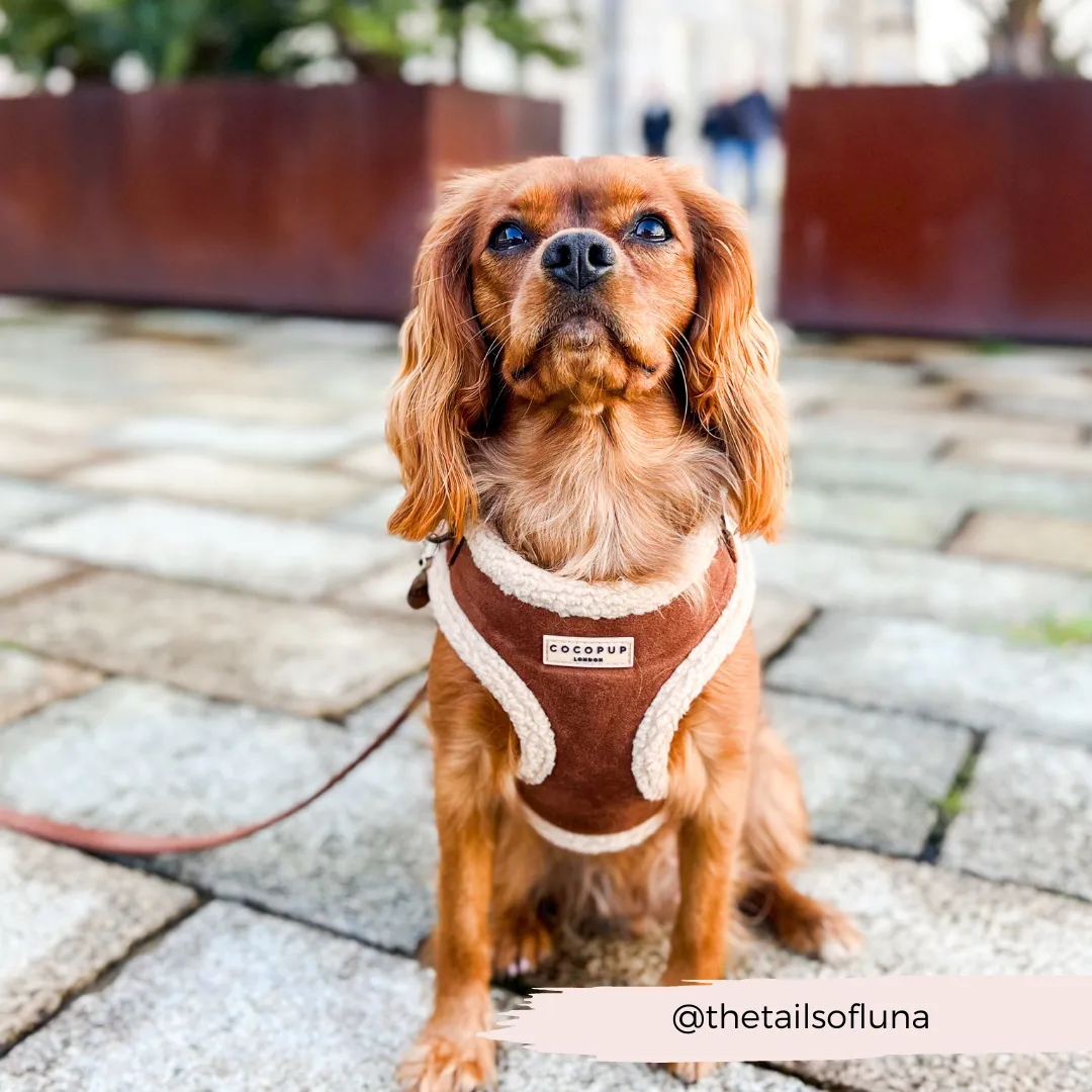 Brown Aviator Adjustable Neck Harness