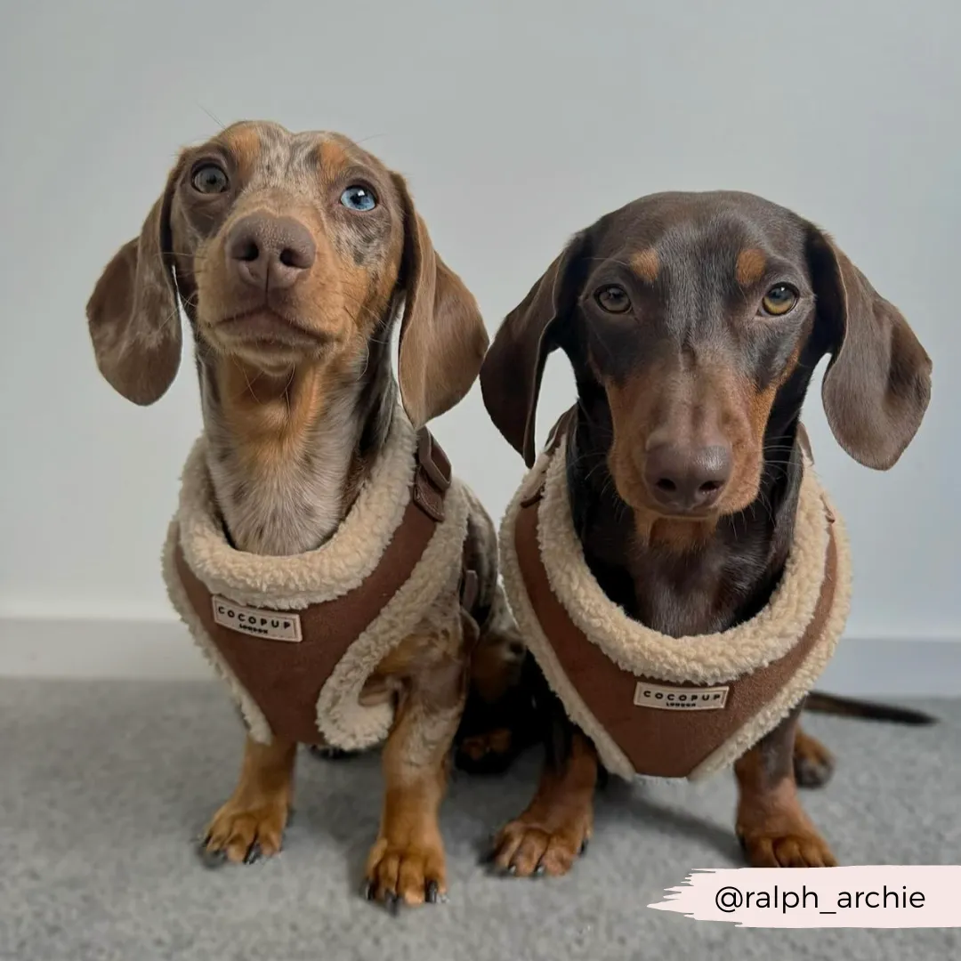Brown Aviator Adjustable Neck Harness