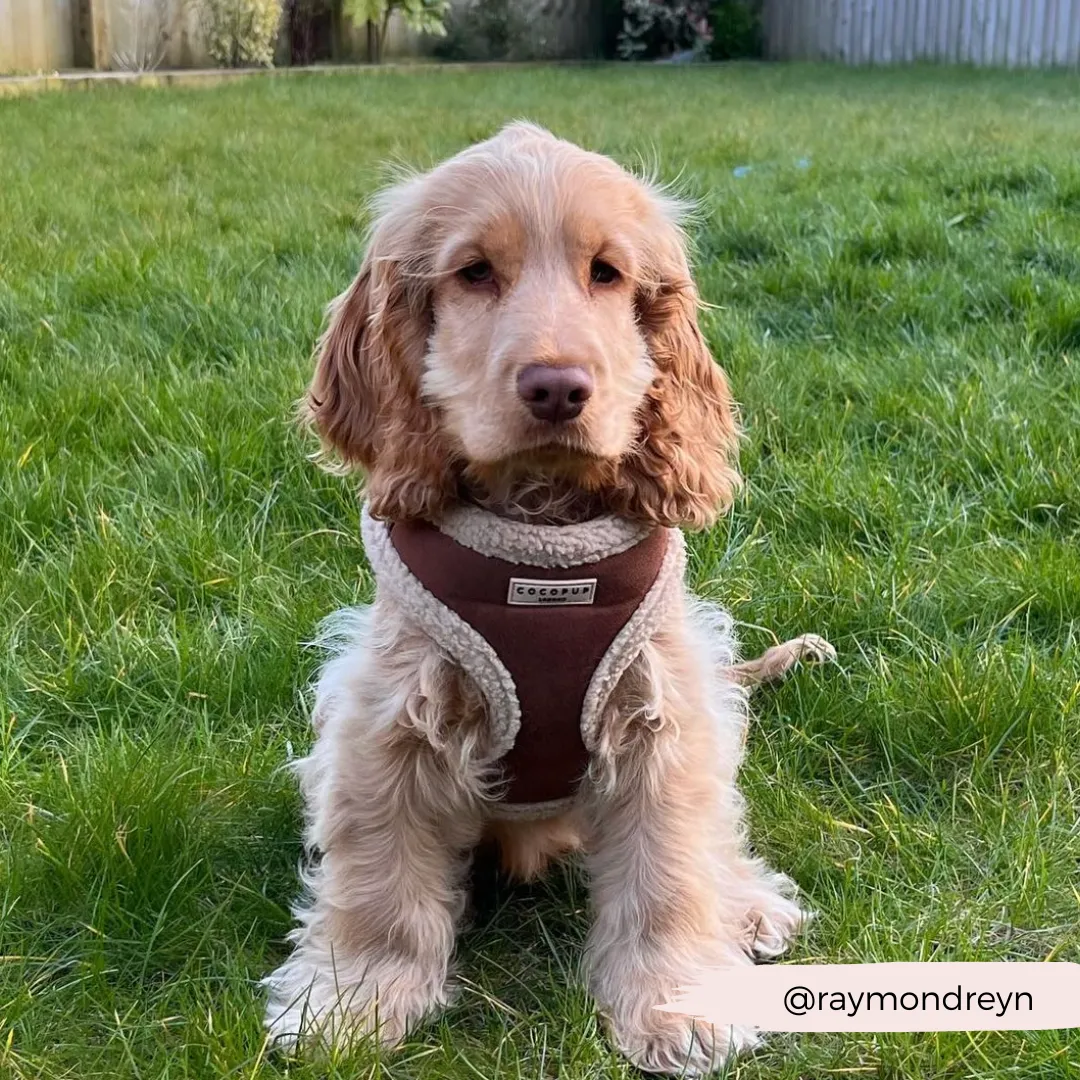 Brown Aviator Adjustable Neck Harness