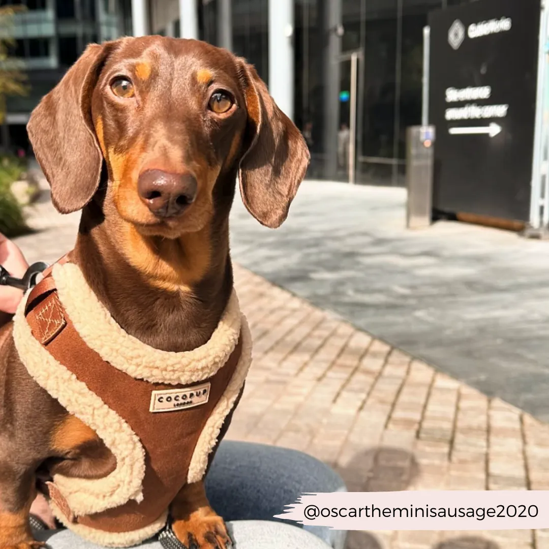 Brown Aviator Adjustable Neck Harness