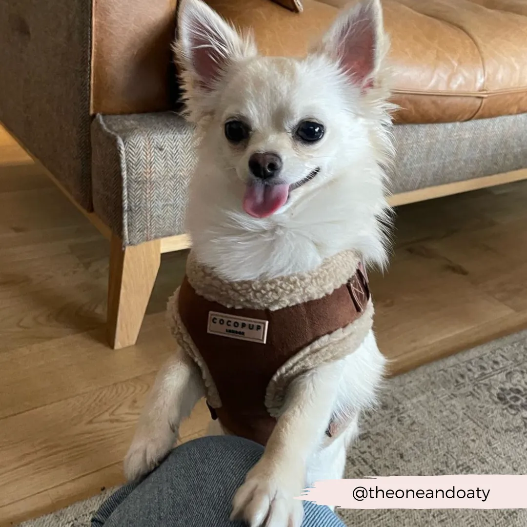 Brown Aviator Adjustable Neck Harness
