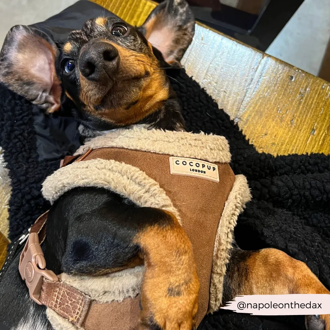 Brown Aviator Adjustable Neck Harness