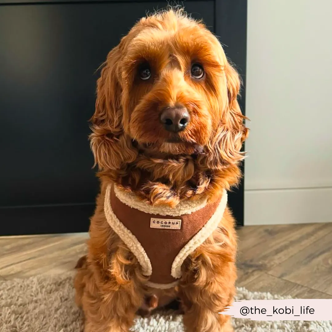 Brown Aviator Adjustable Neck Harness