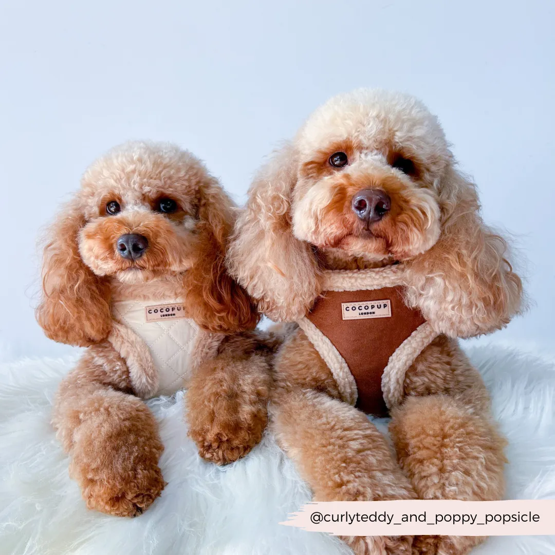 Brown Aviator Adjustable Neck Harness