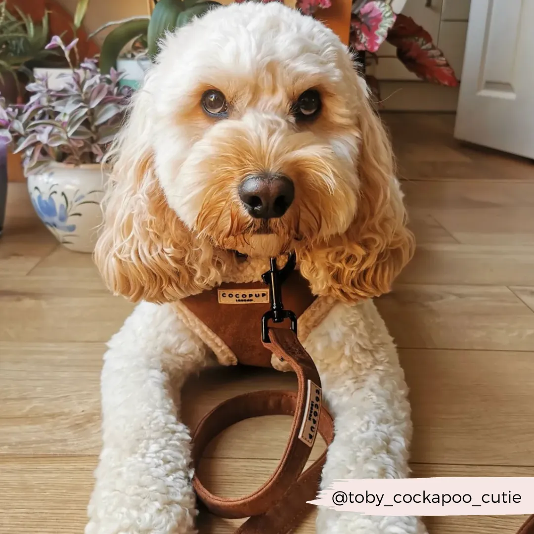 Brown Aviator Adjustable Neck Harness